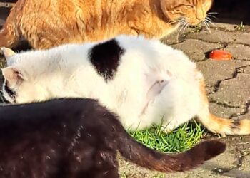 Charity encourages people to get their cats chipped before June