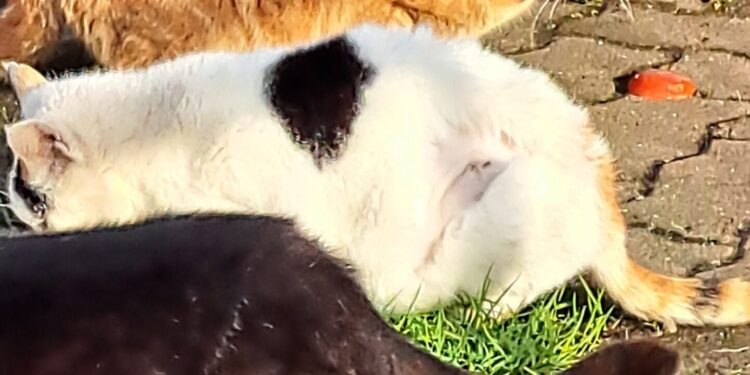 Charity encourages people to get their cats chipped before June