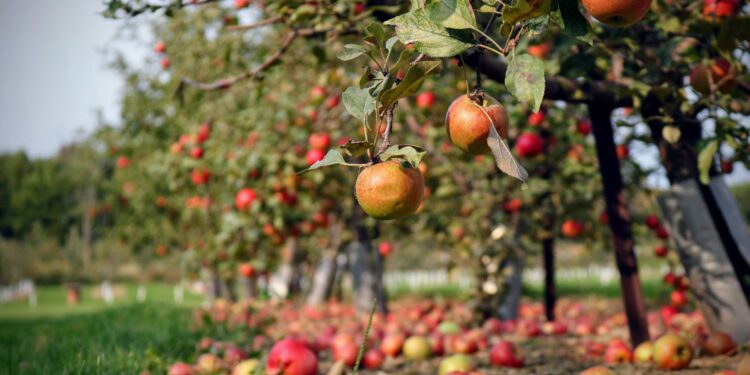 Funds available for community planting