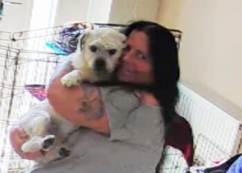 Caution urged over  unleashed dog in Westbury