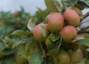 Westbury Town Council to give away fruit trees to residents
