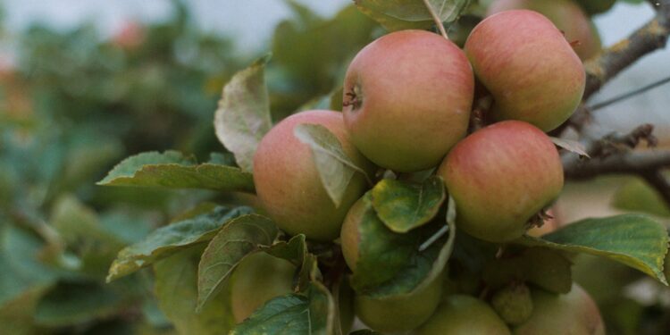 Westbury Town Council to give away fruit trees to residents