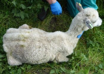 Bratton farmer convicted of animal welfare offences