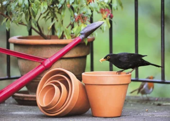 Join the world’s largest garden wildlife survey