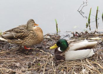 Duck’s fishing line plight sparks further calls to protect wildlife