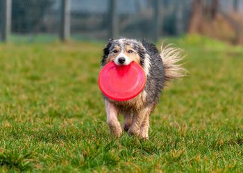 Pawsome plans for Sunday Brunch Dog Show