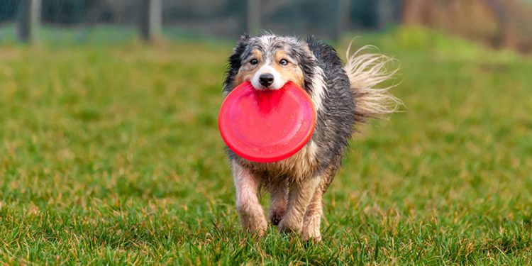 Pawsome plans for Sunday Brunch Dog Show