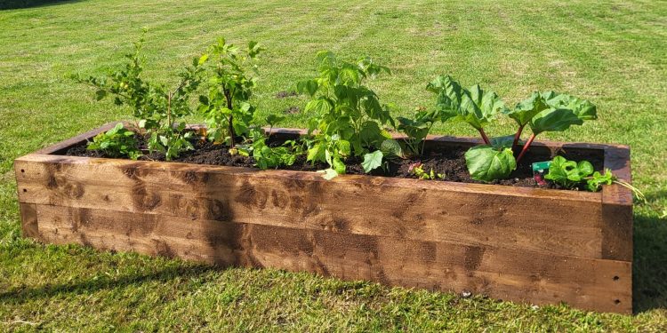 Fruit, herbs and flowers planted in Westbury Leigh