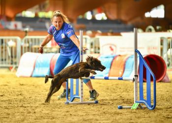 Pawsome performance by Westbury duo at World Agility Championships