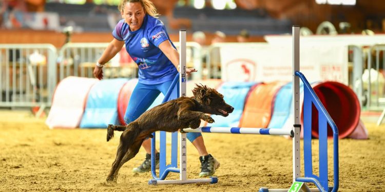 Pawsome performance by Westbury duo at World Agility Championships