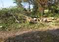 Reassurances given after Wellhead Wood tree felling
