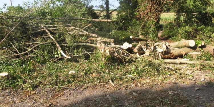 Reassurances given after Wellhead Wood tree felling