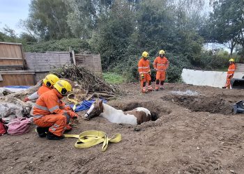 Pregnant horse rescued from garden hole in Dilton Marsh