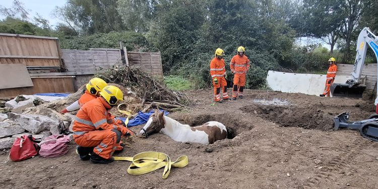 Pregnant horse rescued from garden hole in Dilton Marsh