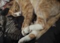 Pet owners ‘baffled’ over cats being shaved
