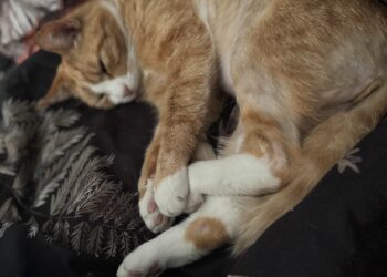 Pet owners ‘baffled’ over cats being shaved