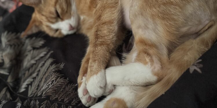 Pet owners ‘baffled’ over cats being shaved