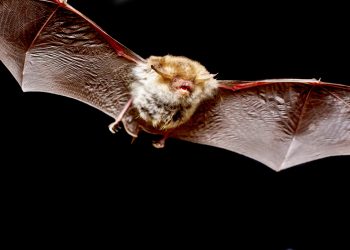 Rare bats stop houses being built in Dilton Marsh