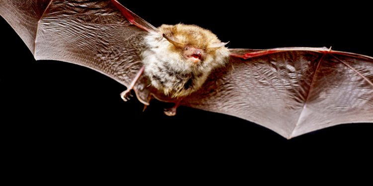 Rare bats stop houses being built in Dilton Marsh