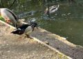 Rare duck spotted in Westbury