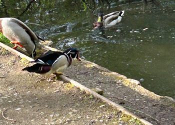 Rare duck spotted in Westbury
