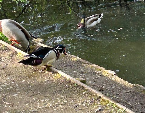 Rare duck spotted in Westbury