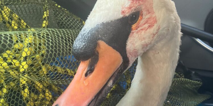 Swan incidents raise concern at Vivash Park