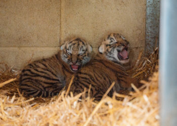 Longleat welcomes rare twin tiger cubs