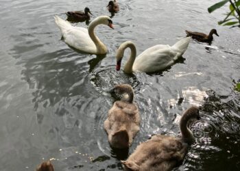 Rescued Westbury swan reunited with family