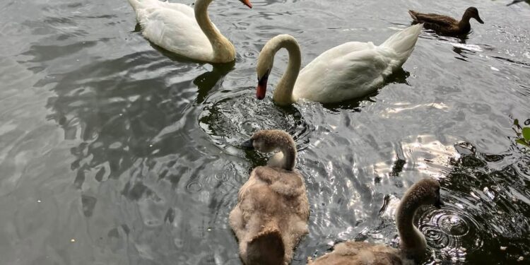 Rescued Westbury swan reunited with family