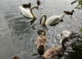Rescued Westbury swan reunited with family