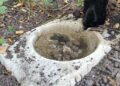 Wildlife drinking spots installed in Westbury