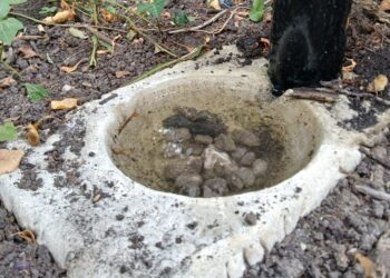 Wildlife drinking spots installed in Westbury
