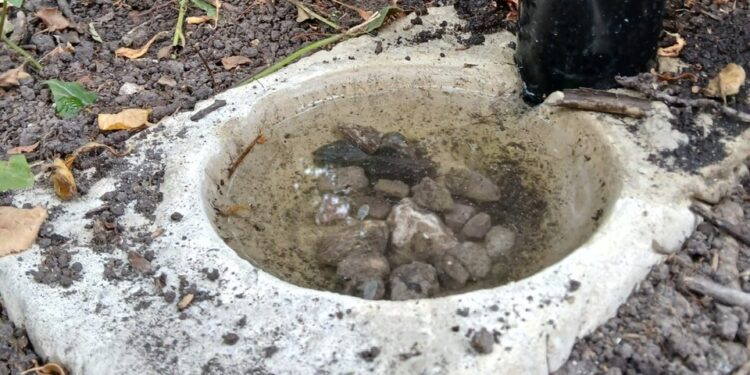 Wildlife drinking spots installed in Westbury