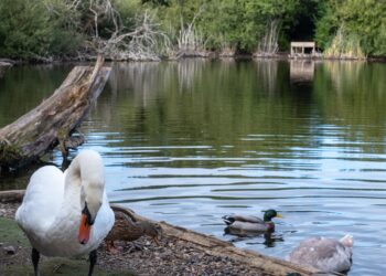 Lure fishing to be banned at Westbury lake