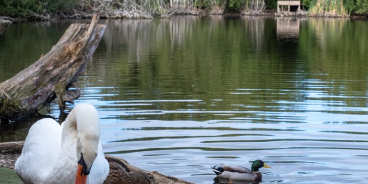 Lure fishing to be banned at Westbury lake