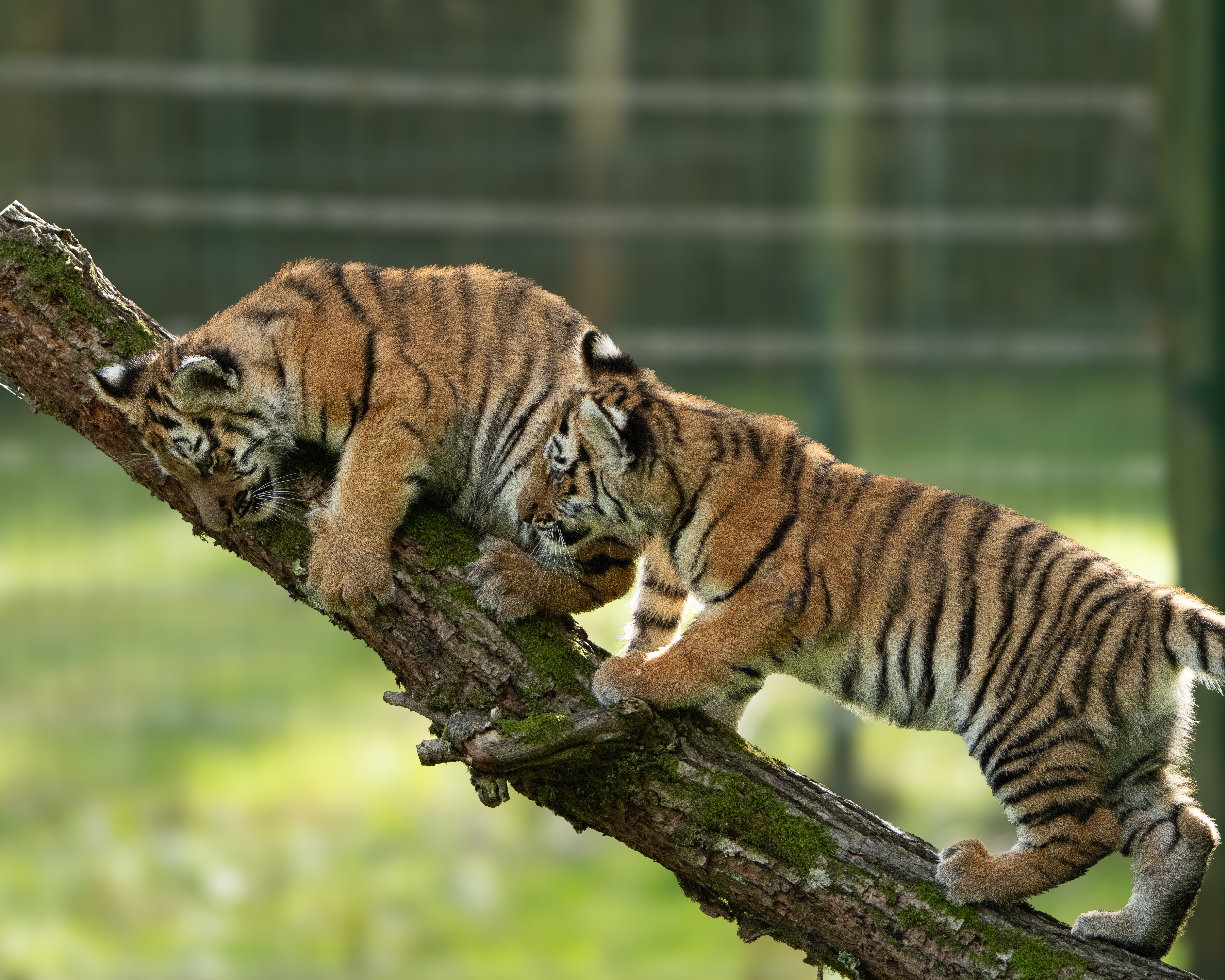 Longleat tiger cubs take first steps on safari